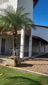 a palm tree in a pot in front of a building at Escarpas do Lago in Capitólio