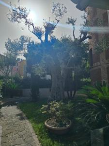 Zahrada ubytování Hotel Sirio