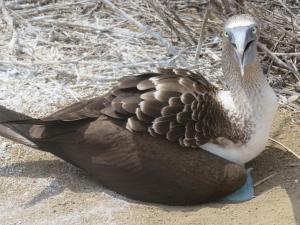 Altri animali domestici presso l'hotel o nei dintorni