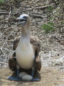 Altri animali domestici presso l'hotel o nei dintorni