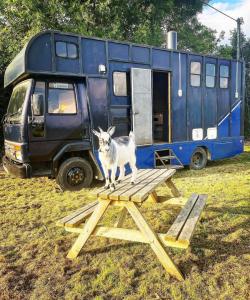a cat standing on a picnic table in front of an rv at North Yorkshire Horse Box in York