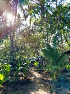 un camino a través de un bosque con palmeras en Fully Furnished FAMILY JUNGLE TENT, Latino Glamping Paquera en Paquera