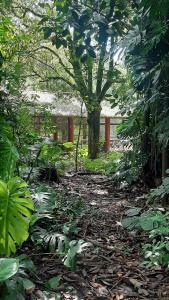 einen Garten mit einem Baum und einem Gebäude im Hintergrund in der Unterkunft La Manquel - Casa y Yungas in Yerba Buena