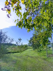 a row of trees in the middle of a field at FutePoll in Teresa