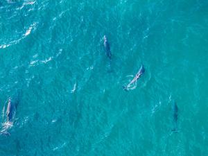 een groep dolfijnen die in het water zwemmen bij Blue Dolphin: An Oceanfront Malibu Sanctuary in Malibu