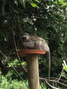 Billede fra billedgalleriet på Iris Retreat & Island Day Spa i Hartbeespoort