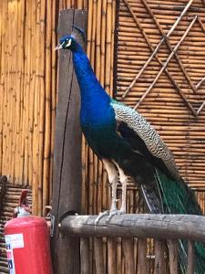 Billede fra billedgalleriet på Iris Retreat & Island Day Spa i Hartbeespoort