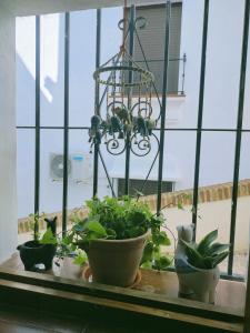 un grupo de plantas sentadas en el alféizar de una ventana en Casita del Tejedor, en Frigiliana