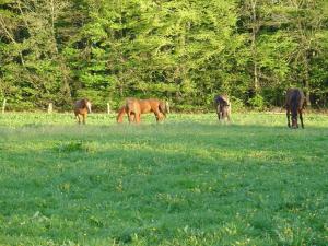 a group of horses grazing in a field at Holiday home Fraulund in Rügge