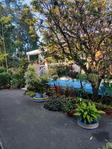 a group of potted plants next to a swimming pool at The Shire Kalimpong in Kalimpong