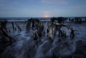 a group of logs in the sand on a beach at Summerspring Beachfront Accommodation in Takaka