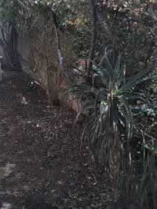 Um jardim no exterior de Piriápolis a 4 cuadras de playa,"Las Hortensias"