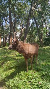 un ciervo con cuernos de pie en un campo con árboles en Wild Window - Forest View Homestay, en Thekkady