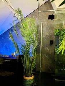 a potted plant in a room with a shower at Saphir Spa - Sauna Balnéo Chromothérapie Massage in Amiens +26 photos