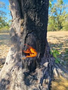 a tree with a fire in the middle of it at Farmer home stay & trekking in Banlung
