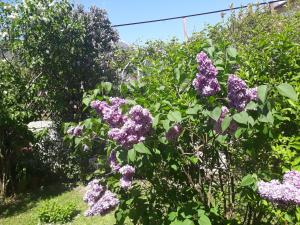 A garden outside GRETL - Residence