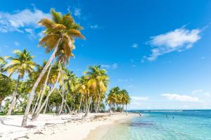 a beach with palm trees and the ocean at La Kaza Tresor - Appartement T2 spacieux avec jacuzzi privé in Sainte-Anne