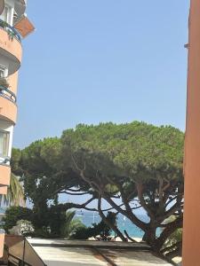a large pine tree in front of a building at Apartamento Ridaura in Platja d'Aro +5 photos
