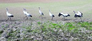 a group of birds walking in a field at Slow River Apartment in Nowe Miasto Lubawskie