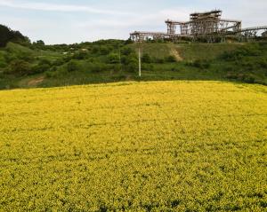 a field of yellow flowers in front of a factory at Slow River Apartment in Nowe Miasto Lubawskie