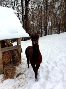 un perro negro está parado en la nieve en Agroturystyka Natura, en Pilchowice