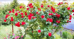 Zahrada ubytování Grüne Idylle in Wismar-Altstadt - ABC352