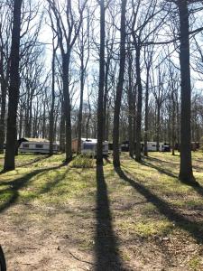 a group of trees with their shadows on the grass at WOMO STELLPLATZ Wald & Sand DIREKT am STRAND in Dranske