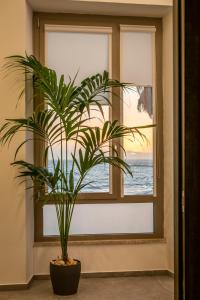 una pianta in vaso seduta davanti a una finestra di Molo del porto a Civitavecchia