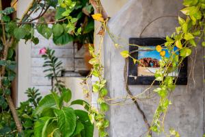 傑里科科拉的住宿－LaTaperaJeri Hostel，鸟屋,里面藏有蜜蜂