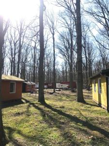 a group of trees and houses in a field at WOMO STELLPLATZ Wald & Sand DIREKT am STRAND in Dranske