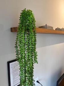 a green plant is growing on a shelf at Casa na praia com churrasqueira - Bal. Camboriú in Balneário Camboriú