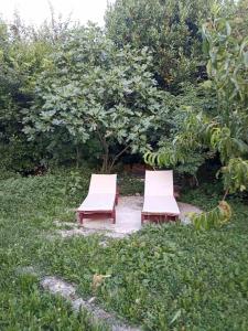 2 chaises assises au milieu d'un jardin dans l'établissement Kamp Seosko domaćinstvo Radman - Šator arpenaz 4, à Herceg-Novi
