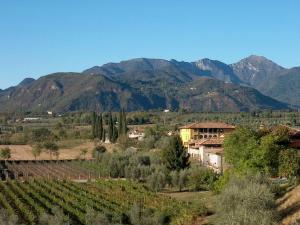 a view of a vineyard with mountains in the background at B&B Il Nido in Raffa