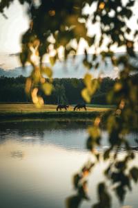 two horses walking in a field next to a lake at Farm & Country House Gizewo 32 in Sorkwity