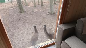 dos pájaros parados fuera de una ventana mirando hacia fuera en Darázshegyi Faház, en Mátraszentimre