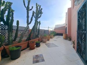una fila de cactus en macetas en un patio en RESIDENCE HALIMA, en Casablanca