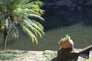 eine Palme und ein Topf neben einem Wasserkörper in der Unterkunft Cabañas El Palmar reserva natural in Eldorado