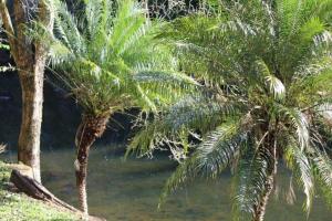 zwei Palmen neben einem Wasserkörper in der Unterkunft Cabañas El Palmar reserva natural in Eldorado