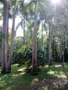 eine Gruppe von Palmen auf einem Grasfeld in der Unterkunft Cabañas El Palmar reserva natural in Eldorado