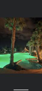 un palmier dans une piscine éclairée en vert dans l'établissement Mobil home camping 4* la carabasse Vias, à Vias