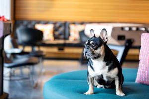 a small dog sitting on a blue chair at Moxy Aberdeen Airport in Dyce
