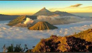 a mountain in the middle of a field of clouds at Adem Ayem in Ngadisari