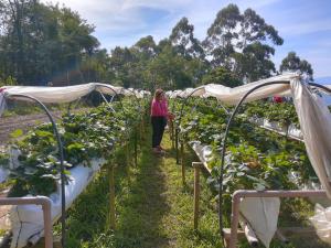 a woman standing in a row of tomato plants in a greenhouse at Sitio Hoffmann in Pomerode