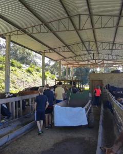 a group of people standing around a pen with cows at Sitio Hoffmann in Pomerode