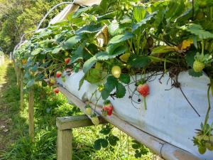 a bunch of strawberries growing in a greenhouse at Sitio Hoffmann in Pomerode