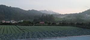 vista su un campo alberato e su una montagna di bungalow karohill a Berastagi