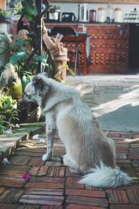 einem Hund, der auf einem Ziegelsteinweg mit offenem Mund sitzt in der Unterkunft Mekong Pottery Homestay, Green-Friendly & Boat Tour in Vĩnh Long