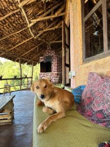 Husdjur som bor med gäster på Uvi House & Restaurant