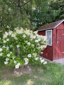 un arbusto de flores blancas delante de un cobertizo rojo en Jõeallika kämping, 