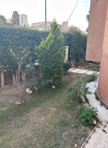 a small pine tree in a yard next to a building at Villa 141 in Sheikh Zayed